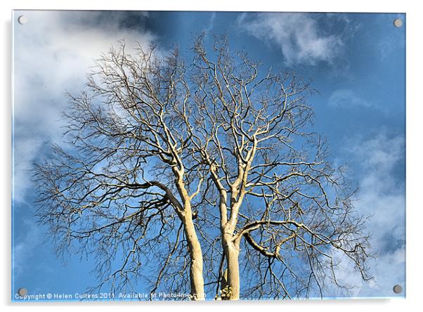 WINTER TREE Acrylic by Helen Cullens