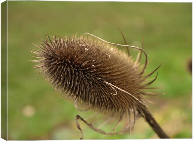 Close up of teasel seed heads Canvas Print by Steve Painter