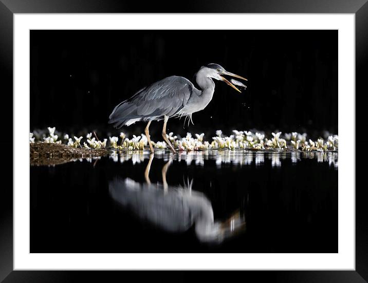 This fish is mine! Framed Mounted Print by Steve Adams