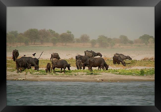 Water Buffalo on the Banks of the Ganges, Varanasi Framed Print by Serena Bowles