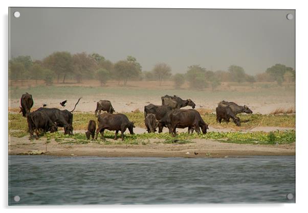 Water Buffalo on the Banks of the Ganges, Varanasi Acrylic by Serena Bowles