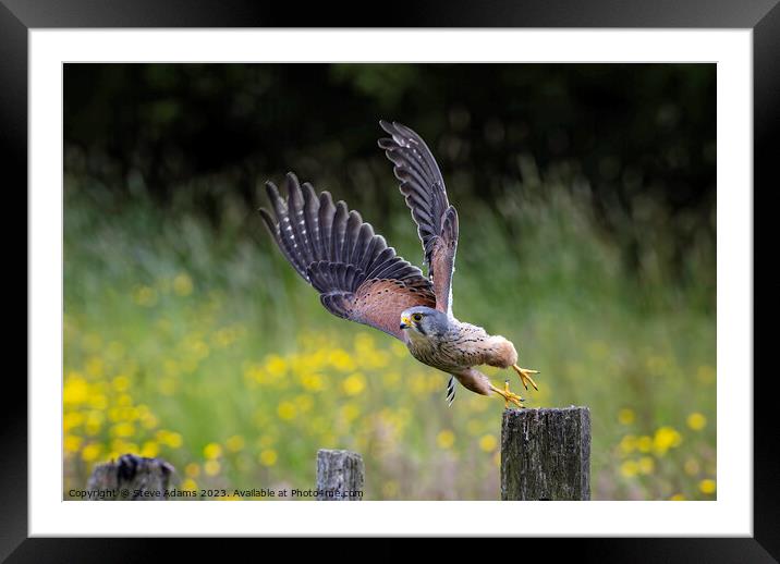 A male kestrel taking off from a post.  Framed Mounted Print by Steve Adams