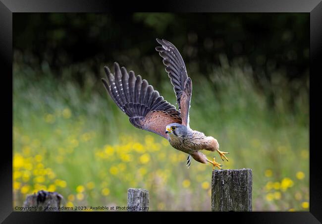 A male kestrel taking off from a post.  Framed Print by Steve Adams