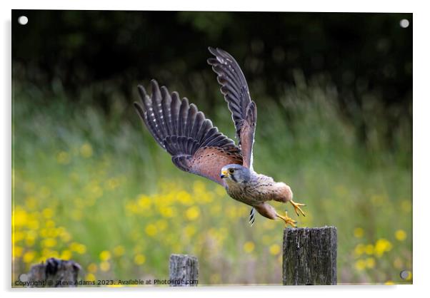 A male kestrel taking off from a post.  Acrylic by Steve Adams