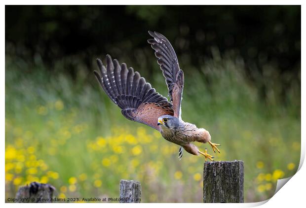 A male kestrel taking off from a post.  Print by Steve Adams
