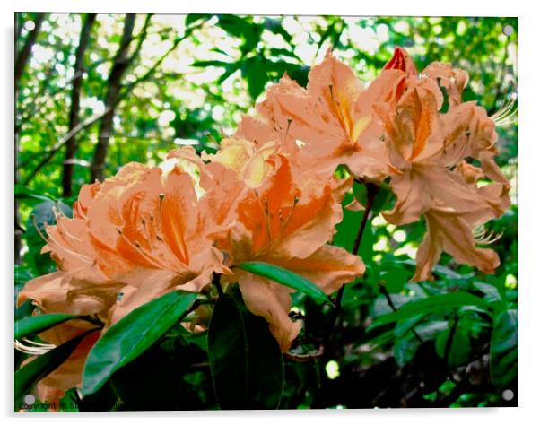 Orange Rhododendrons Acrylic by Stephanie Moore