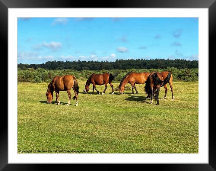 Wild ponies in The New Forest Framed Mounted Print by Gemma De Cet