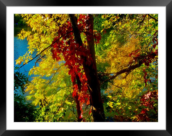 Bright red vines Framed Mounted Print by Stephanie Moore