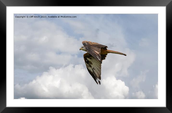 Soaring Red Kite Captures Sky's Majesty Framed Mounted Print by Cliff Kinch