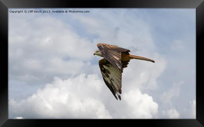 Soaring Red Kite Captures Sky's Majesty Framed Print by Cliff Kinch