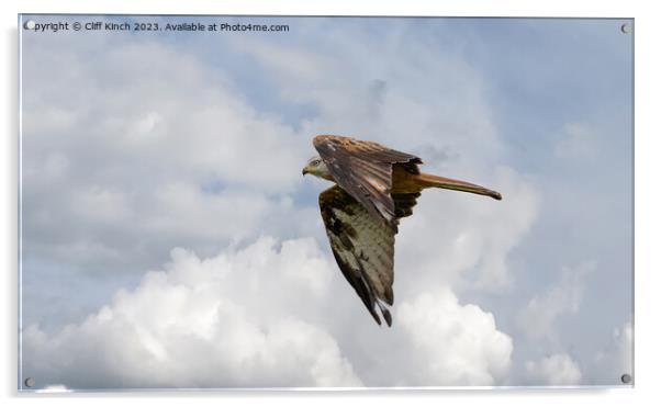 Soaring Red Kite Captures Sky's Majesty Acrylic by Cliff Kinch