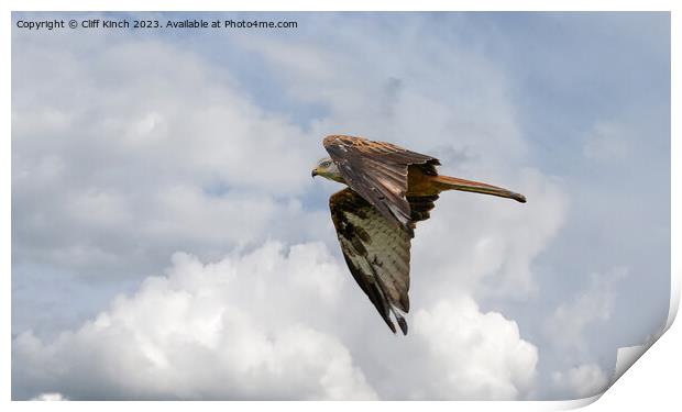 Soaring Red Kite Captures Sky's Majesty Print by Cliff Kinch
