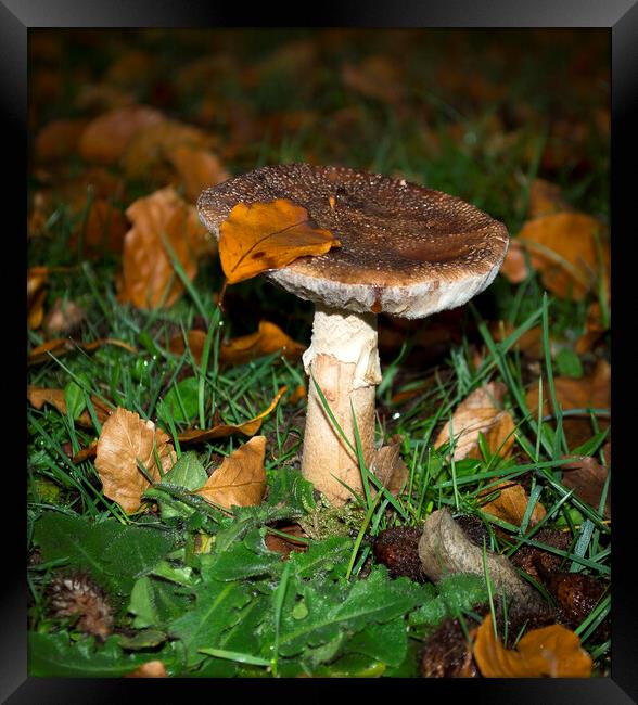 Autumn Fungi Framed Print by Victoria Bowie