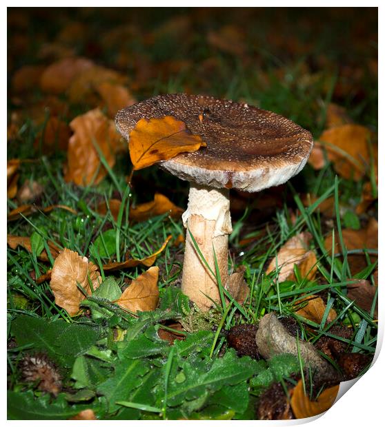 Autumn Fungi Print by Victoria Bowie