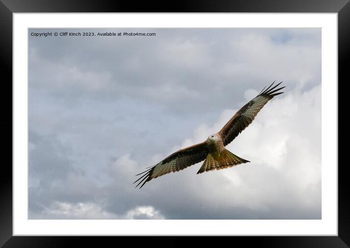 Soaring Red Kite: Sky's Symphonic Ballet Framed Mounted Print by Cliff Kinch