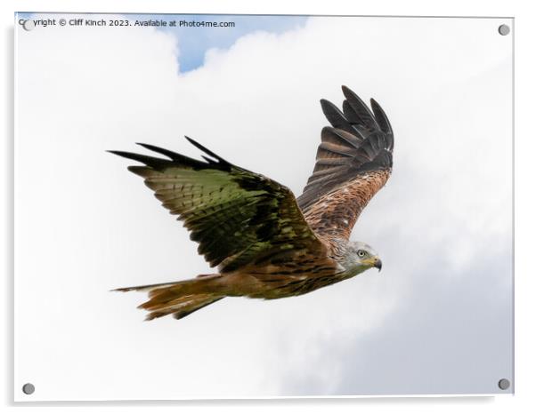 Soaring Red Kite: Spectacle in the Sky Acrylic by Cliff Kinch