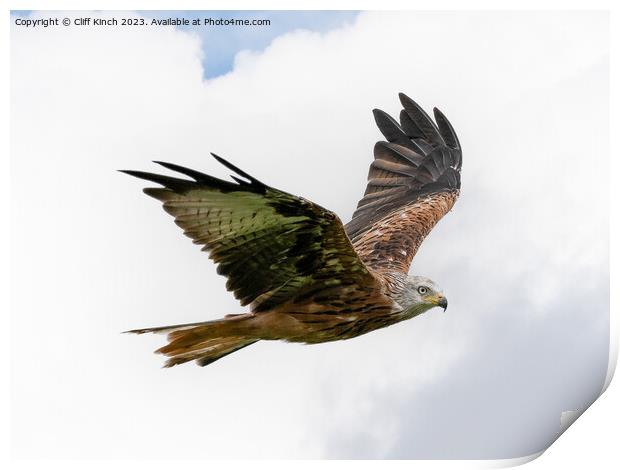 Soaring Red Kite: Spectacle in the Sky Print by Cliff Kinch