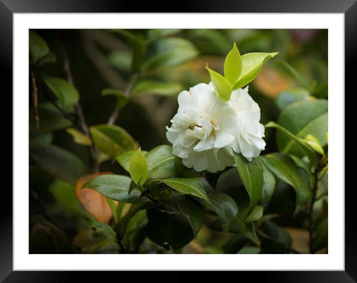 Plant flower Framed Mounted Print by Victoria Bowie