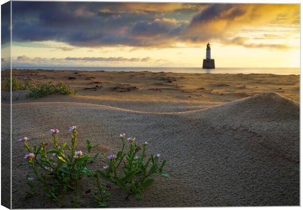 Sea Rocket at Rattray Lighthouse Canvas Print by Anthony McGeever