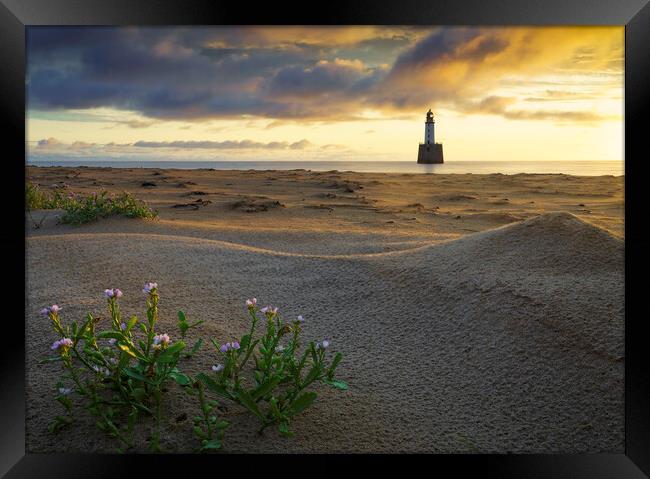 Sea Rocket at Rattray Lighthouse Framed Print by Anthony McGeever