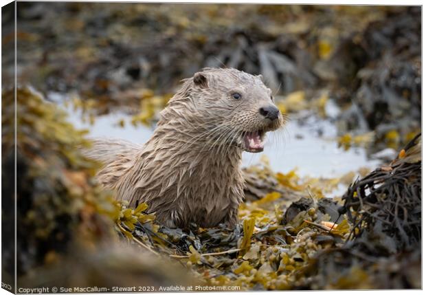 An otter surrounded by seaweed Canvas Print by Sue MacCallum- Stewart