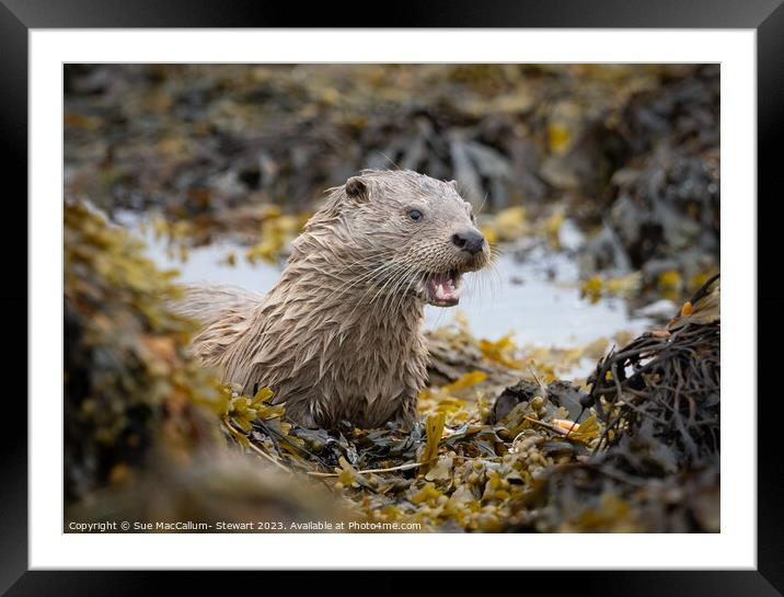 An otter surrounded by seaweed Framed Mounted Print by Sue MacCallum- Stewart