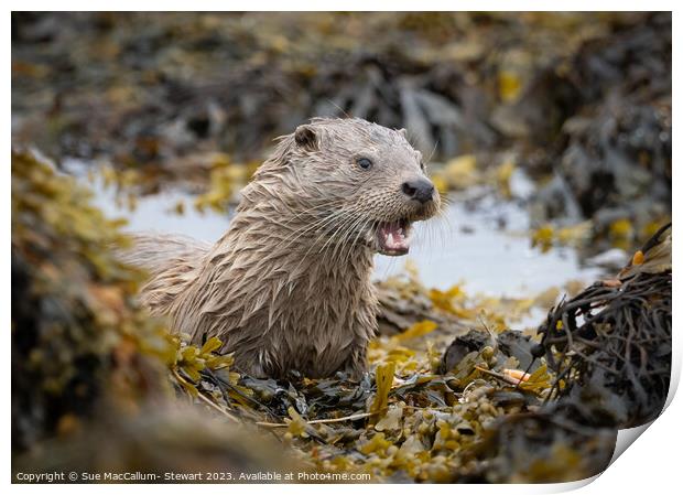 An otter surrounded by seaweed Print by Sue MacCallum- Stewart