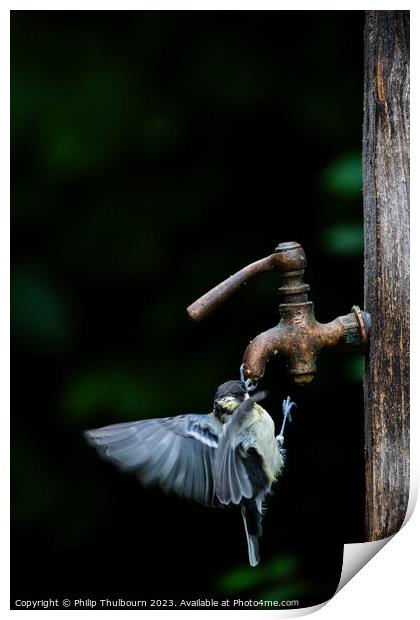 Great Tit (Parus Major) Feeding in flight Print by Philip Thulbourn