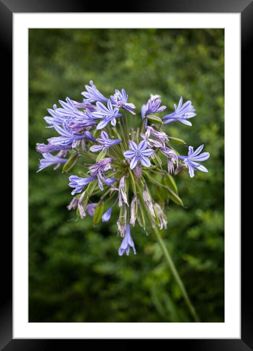 Agapanthus Praecox Lily Flower Framed Mounted Print by Artur Bogacki