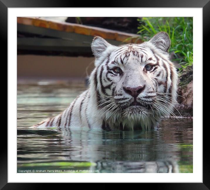 Aqua Dance of the Elusive Albino Bengal Framed Mounted Print by Graham Parry