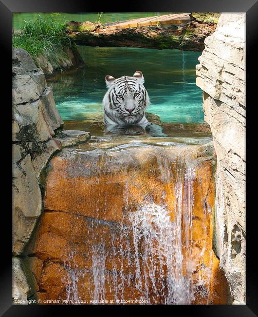 Icy Cascade's Solitary Tiger Framed Print by Graham Parry