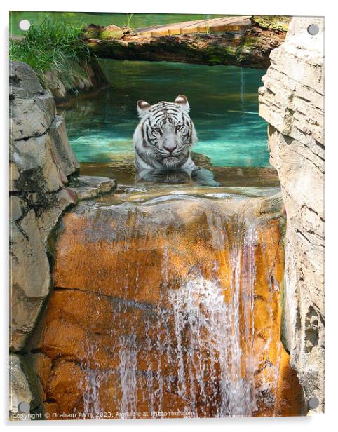 Icy Cascade's Solitary Tiger Acrylic by Graham Parry