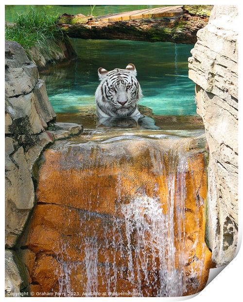 Icy Cascade's Solitary Tiger Print by Graham Parry
