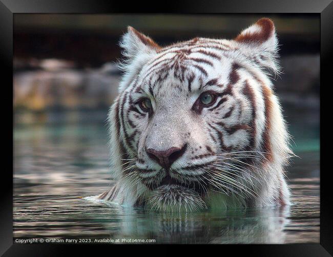 Sublime White Bengal Tiger's Aquatic Dance Framed Print by Graham Parry