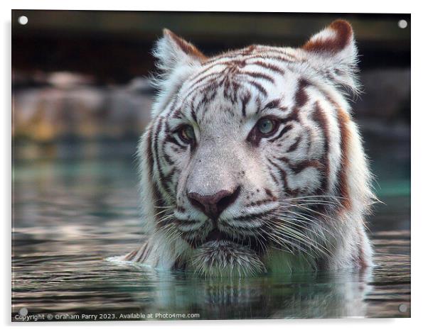 Sublime White Bengal Tiger's Aquatic Dance Acrylic by Graham Parry
