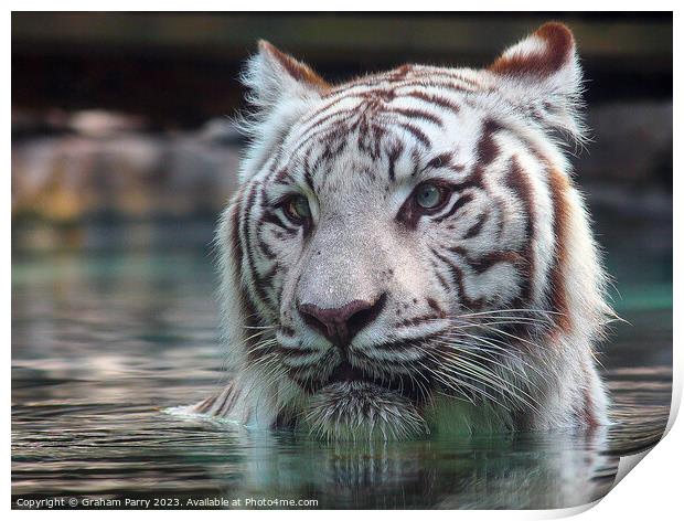 Sublime White Bengal Tiger's Aquatic Dance Print by Graham Parry
