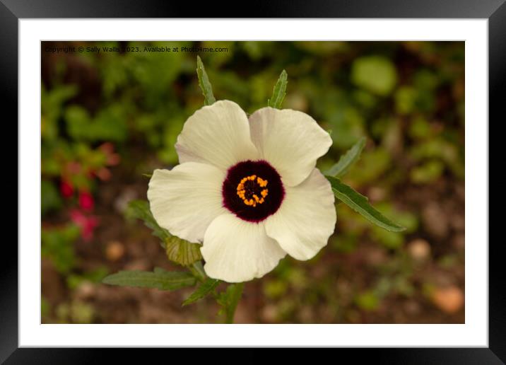 Hibiscus Trionum Framed Mounted Print by Sally Wallis