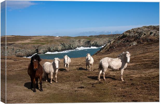 Wild welsh ponies Canvas Print by Gail Johnson