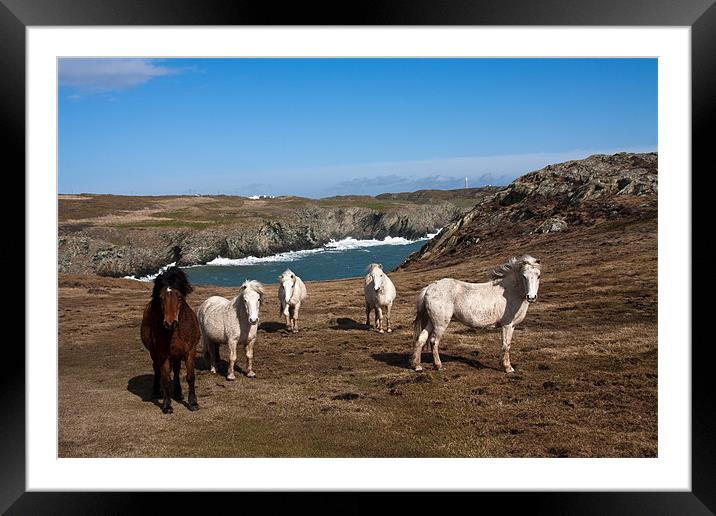 Wild welsh ponies Framed Mounted Print by Gail Johnson