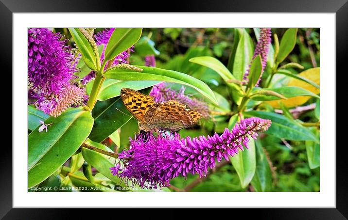 Resting Butterfly Framed Mounted Print by Lisa PB