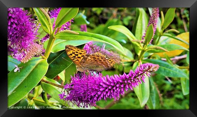 Resting Butterfly Framed Print by Lisa PB