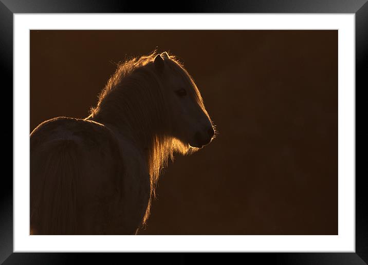 Backlit wild welsh pony Framed Mounted Print by Gail Johnson