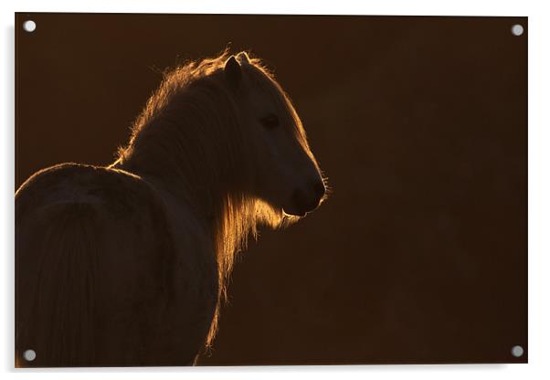 Backlit wild welsh pony Acrylic by Gail Johnson