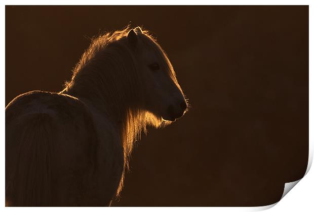 Backlit wild welsh pony Print by Gail Johnson