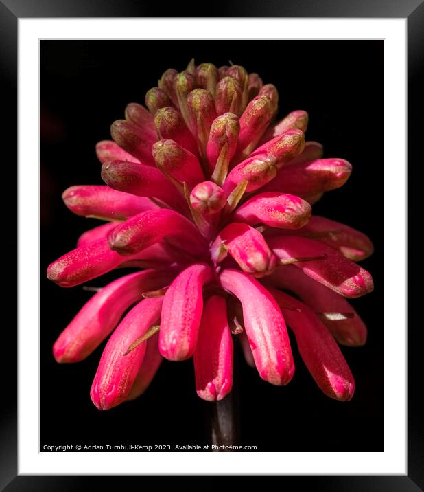Close-up of a Sandlelie (Veltheimia capensis) Framed Mounted Print by Adrian Turnbull-Kemp