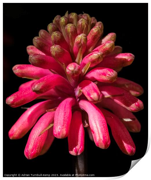 Close-up of a Sandlelie (Veltheimia capensis) Print by Adrian Turnbull-Kemp