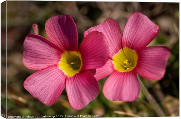 Close-up of a pair of red oxalis (Oxalis obtusa) Canvas Print by Adrian Turnbull-Kemp