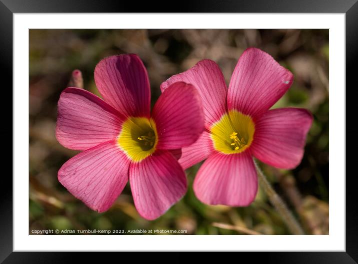 Close-up of a pair of red oxalis (Oxalis obtusa) Framed Mounted Print by Adrian Turnbull-Kemp