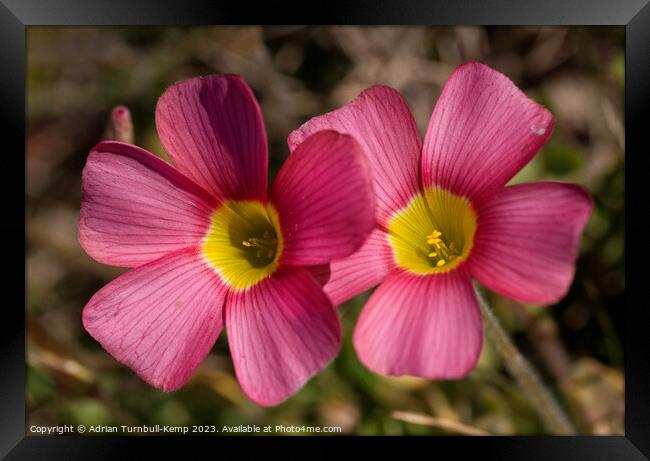 Close-up of a pair of red oxalis (Oxalis obtusa) Framed Print by Adrian Turnbull-Kemp