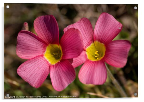 Close-up of a pair of red oxalis (Oxalis obtusa) Acrylic by Adrian Turnbull-Kemp